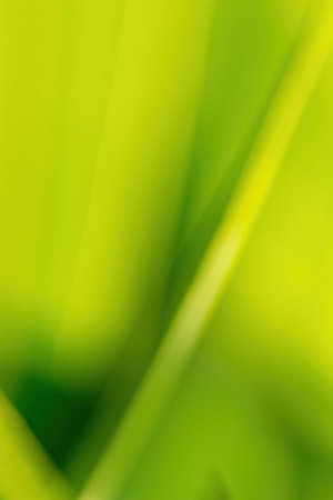 blurry natural background with shallow focusの写真素材