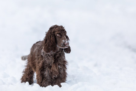 english cocker spaniel dog in snow winter