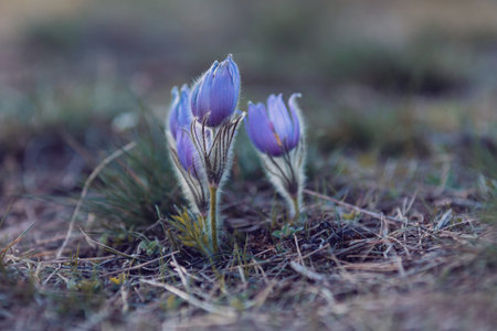 blooming and faded blossom of purple pasque-flower