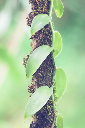 Closeup of The Vanilla plant, Madagascarの写真素材