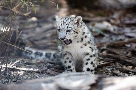 cute kitten of Snow Leopard cat, Irbisの写真素材