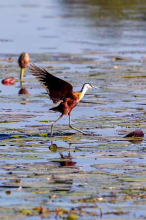 bird African jacana, Namibia Africa wildlifeの写真素材