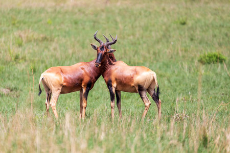 Swaynes Hartebeest antelope, Ethiopia wildlife