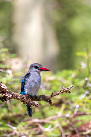 Woodland kingfisher Ethiopia, Africa wildlifeの写真素材