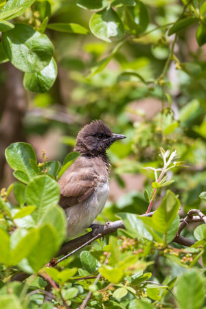 bird common bulbul Ethiopia Africa safari wildlifeの写真素材