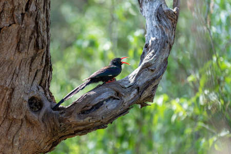 Green Wood hoopoe, Namibia Africa wildlifeの写真素材