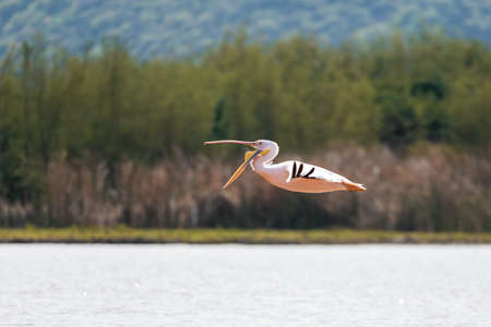 Great White Pelicans, Ethiopia, Africa wildlifeの写真素材
