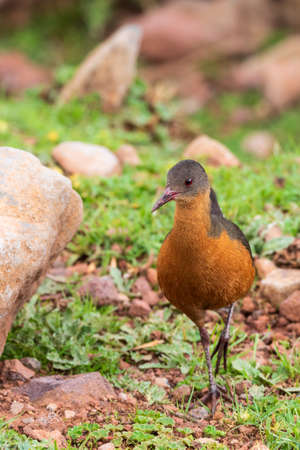 bird Rougets Rail, Bale Mountain Ethiopiaの写真素材