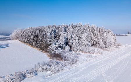 A serene winter landscape with trees covered in snowの写真素材