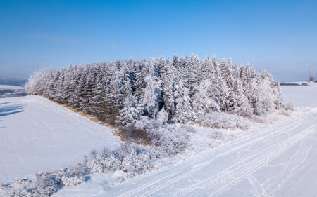 A serene winter landscape with trees covered in snowの素材 [FY310181407977]