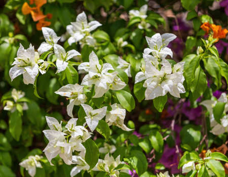 Bougainvillea flowers blooming in the gardenの写真素材
