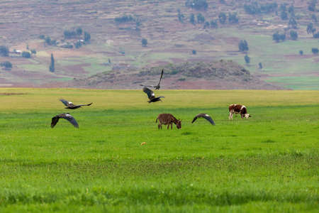 Wattled Ibis, Ethiopia wildlife, Africaの写真素材