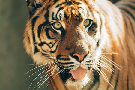 Sumatran Tiger, Panthera tigris sumatraeの写真素材