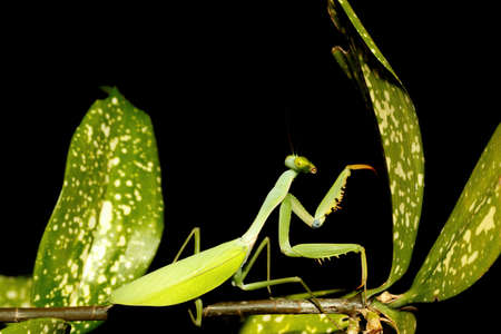 praying mantis on leaf, Sulawesi, Indonesiaの写真素材