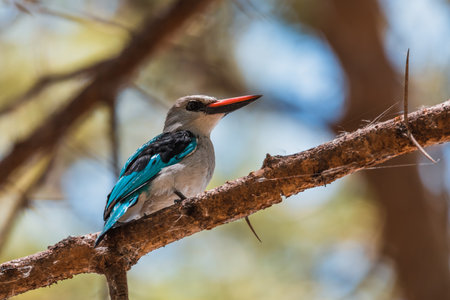 Woodland kingfisher Ethiopia, Africa wildlife