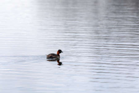 water bird Little Grebe, Tachybaptus ruficollisの写真素材