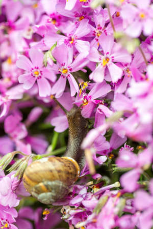 macro of small garden snail eating whole ping flower budの写真素材