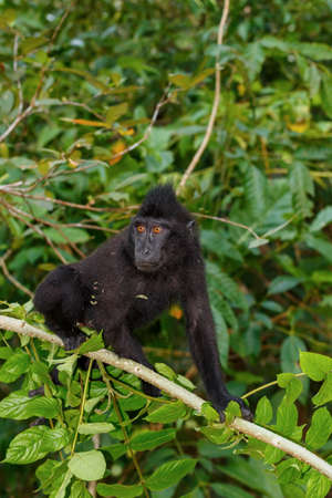 endemic sulawesi monkey Celebes crested macaqueの写真素材