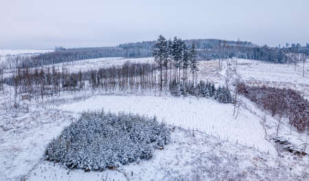 Aerial view of spruce tree in deforested landscapeの写真素材