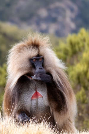 endemic Gelada in Simien mountain, Ethiopiaの写真素材