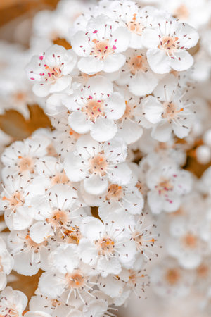 Midland hawthorn white flowering tree
