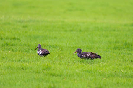Wattled , Ethiopia wildlife, Africaの写真素材