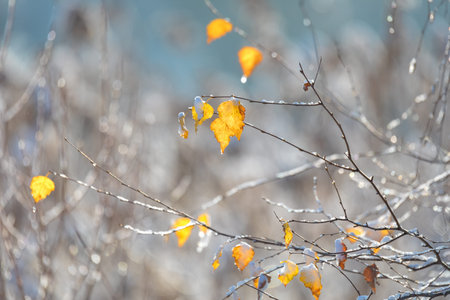 beautiful autumn yellow birch leaves background