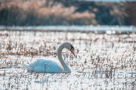 Wild bird mute swan in spring on pondの写真素材