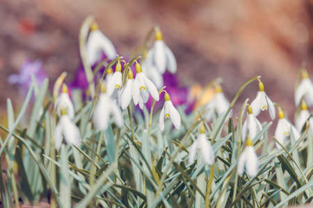 Snowdrop bloom in springtimeの写真素材