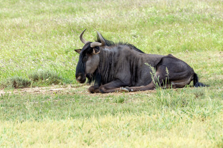 Blue Wildebeest in Kalahari, South Africaの写真素材