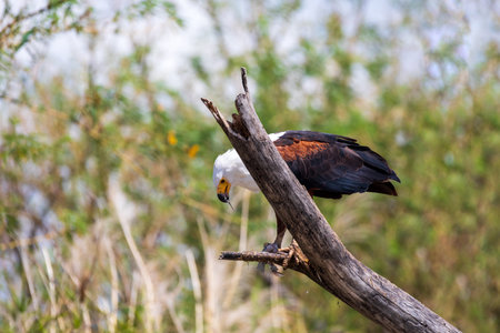 African Fish Eagle Ethiopia Africa wildlifeの写真素材