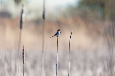 Common reed bunting female on the branchの写真素材