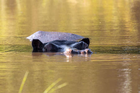 Hippopotamus Botswana Africa Safari Wildlifeの写真素材