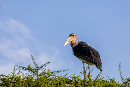 The marabou stork on nest Ethiopia Africa wildlifeの写真素材
