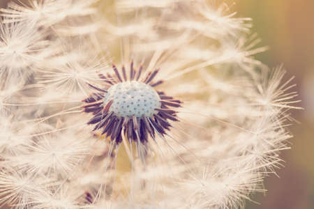 Beautiful dandelion flower with shallow focus in springtime, natural spring background. Blooming meadow.の写真素材