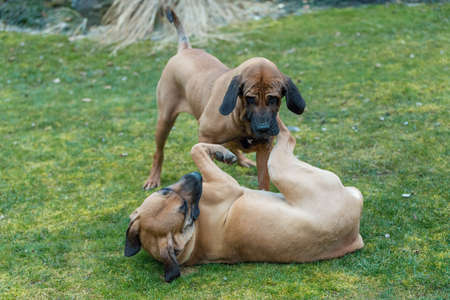 two young guardian dogs, female of Fila Brasileiro, Brazilian Mastiff, playing outdoor on green grassの写真素材