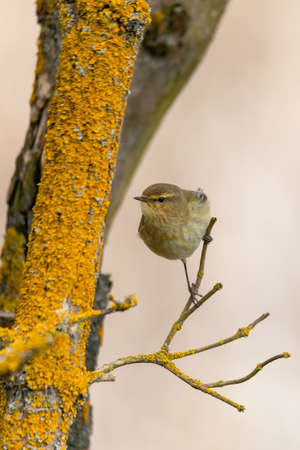 small song bird Willow Warbler, Europe wildlifeの写真素材