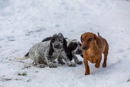cute baby of dog English Cocker Spaniel puppyの写真素材