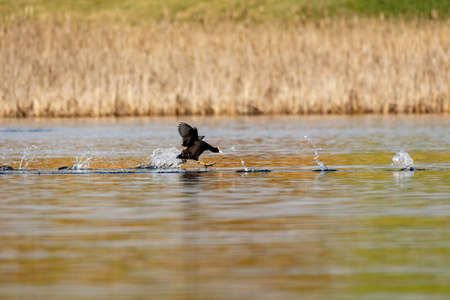 Bird Eurasian coot Fulica atra on pondの写真素材
