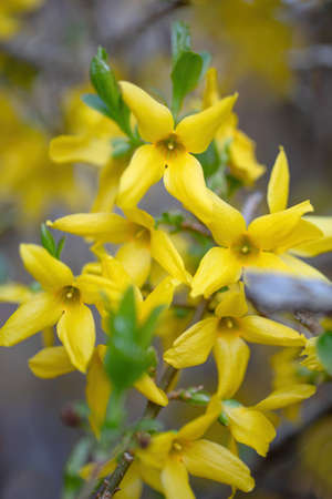 Beautiful Yellow blossoms of forsythia bush in gardenの写真素材