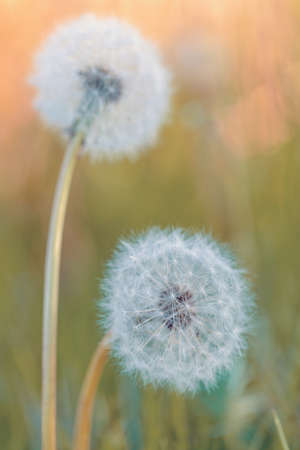 beautiful spring flower dandelion in meadowの写真素材
