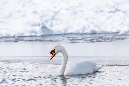 Wild bird mute swan in winter on pondの写真素材