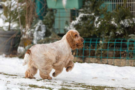 english cocker spaniel dog in snow winterの写真素材