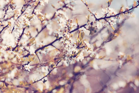 Midland hawthorn white flowering treeの写真素材