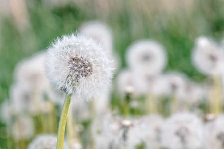 beautiful spring flower dandelion in meadowの写真素材