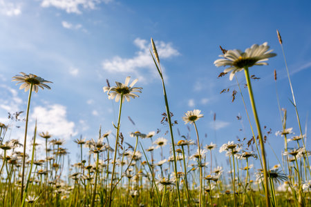 daisy flower field in springの写真素材