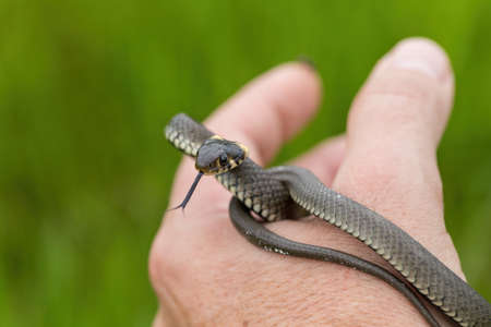 harmless small snake, grass snake, Natrix natrixの写真素材