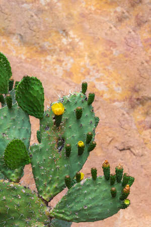 Euphorbia cactus with flowers.の写真素材