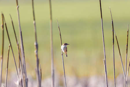 small song bird Sedge warbler, Europe wildlifeの写真素材