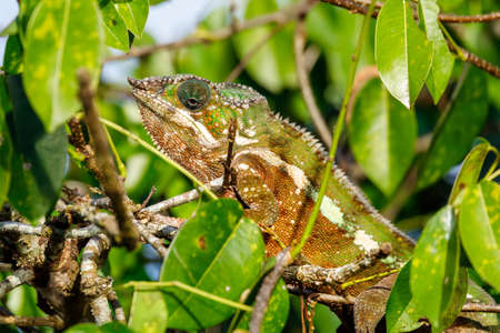 panther chameleon, Masoala madagascar wildlifeの写真素材